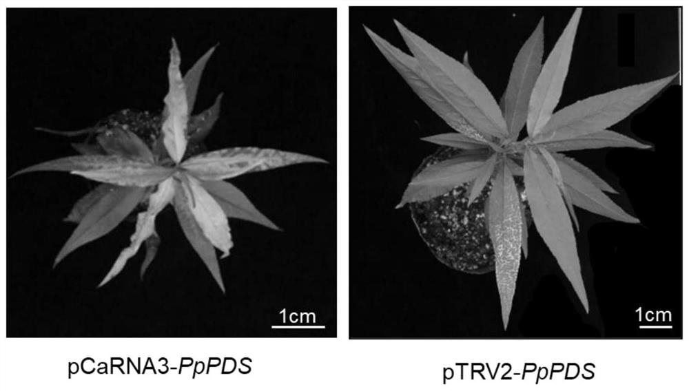 VIGS-based efficient peach leaf gene silencing method