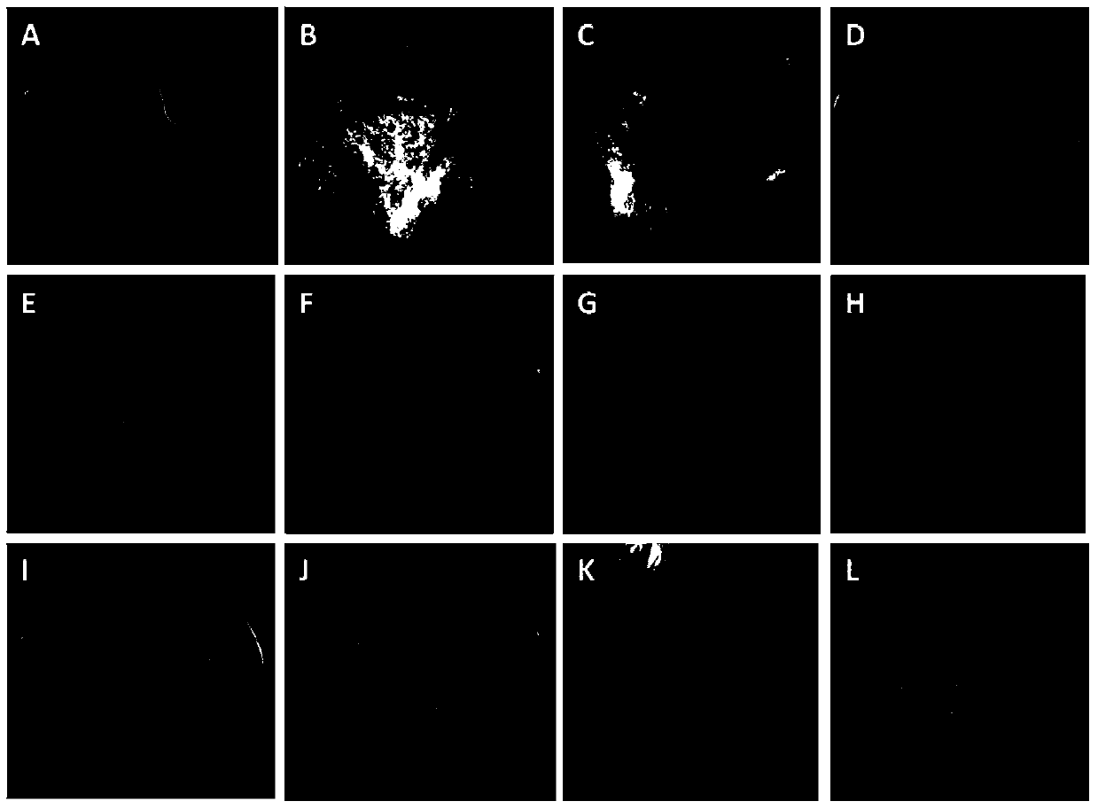 Tissue culture method of monocotyledons