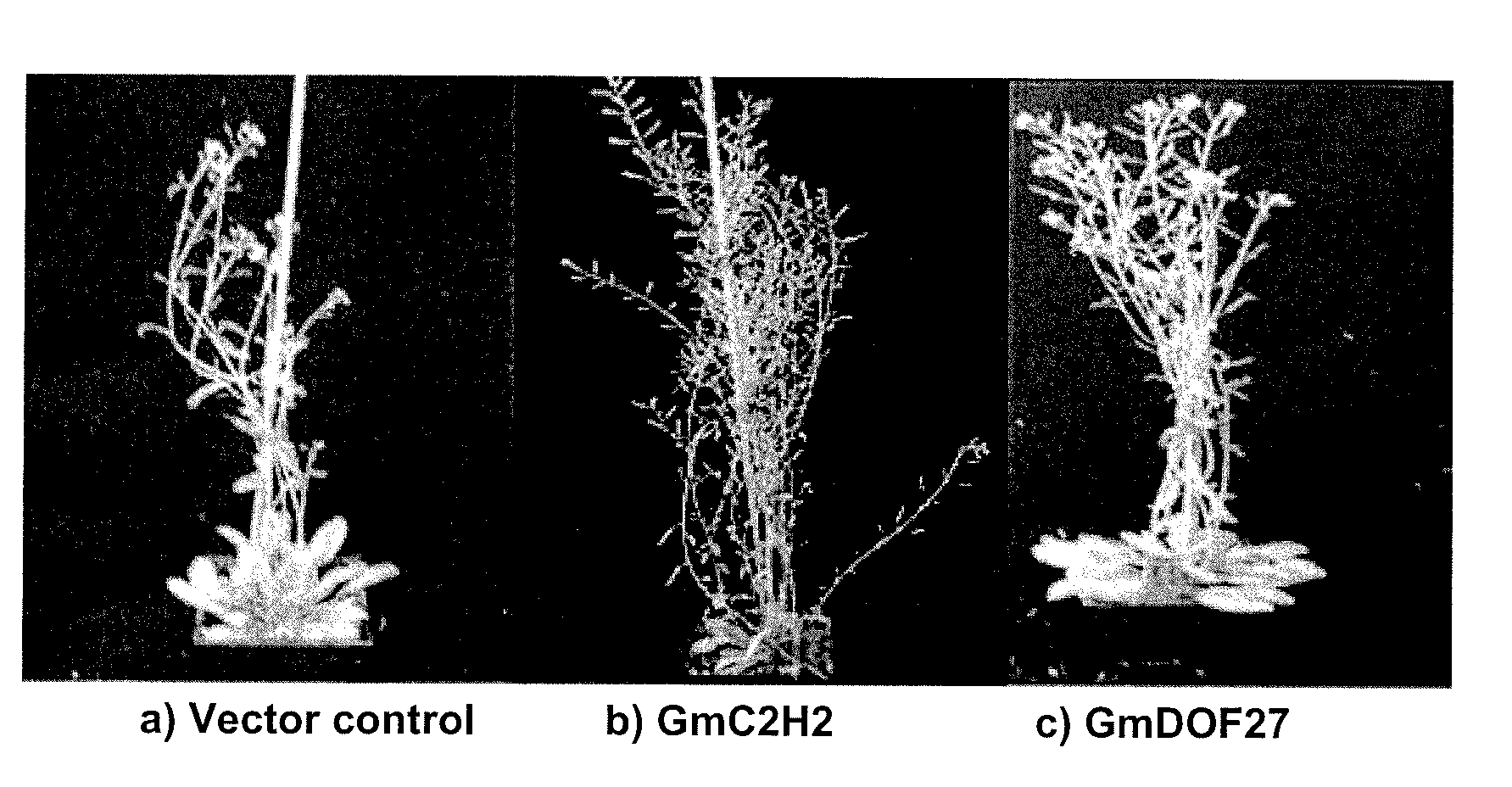 Soybean transcription factors and other genes and methods of their use