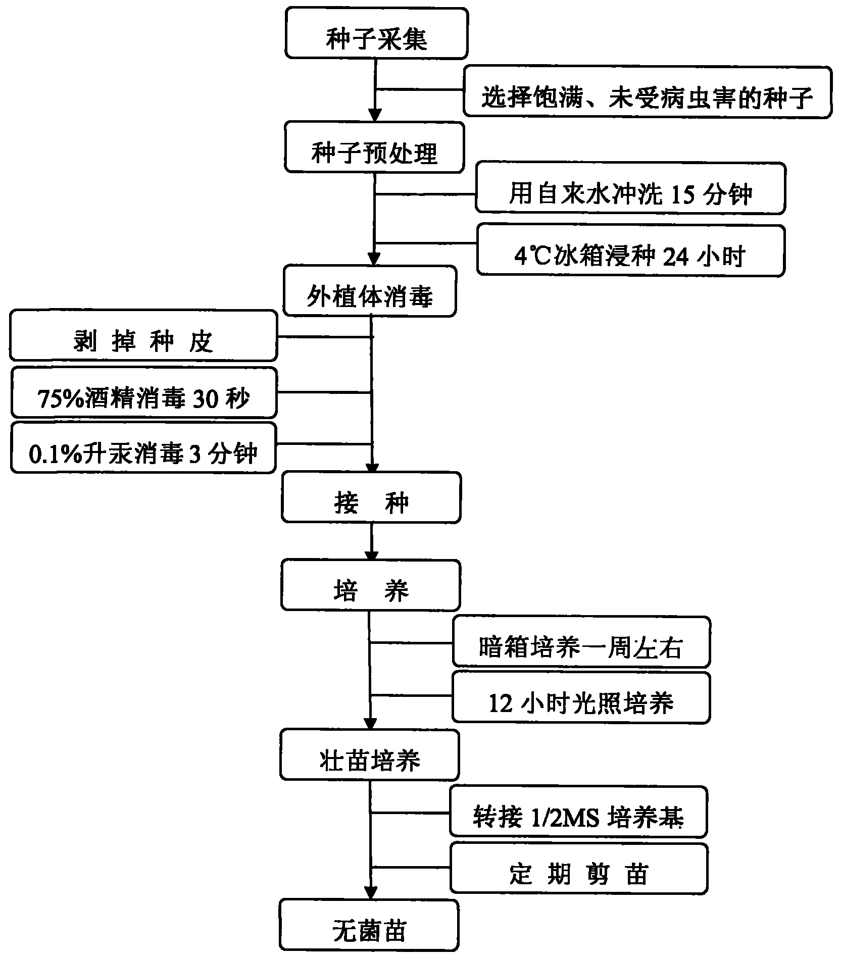 Axenic germination method of roegneria kamoji plants