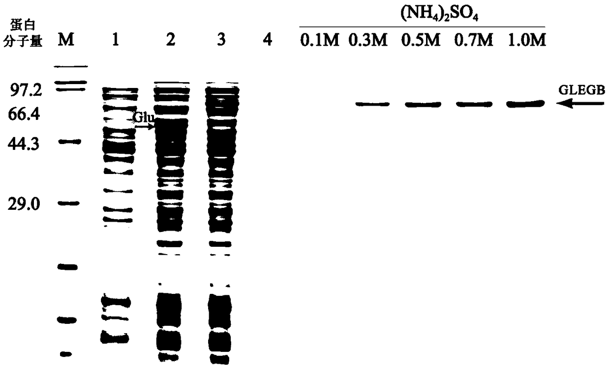 Recombinant beta-glucosidase and expression and purification method and immobilization application thereof