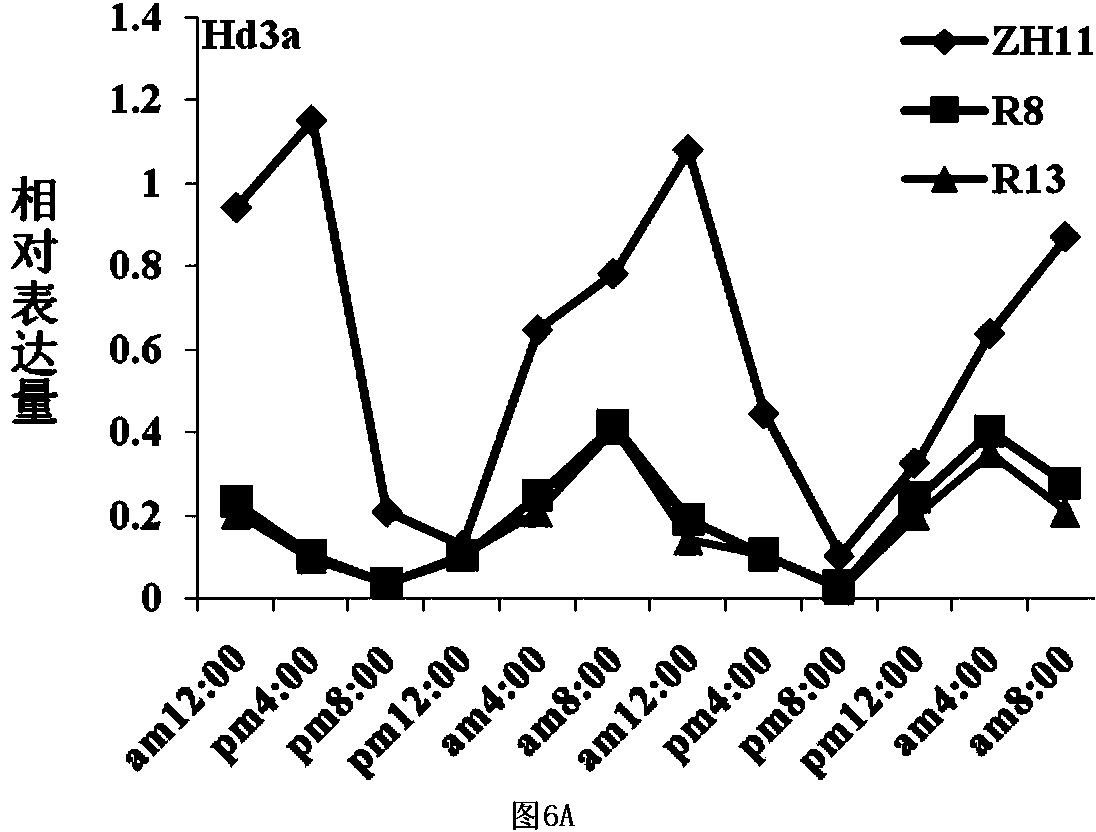 Application of histone methyltransferase SDG723 in regulation of heading period of rice
