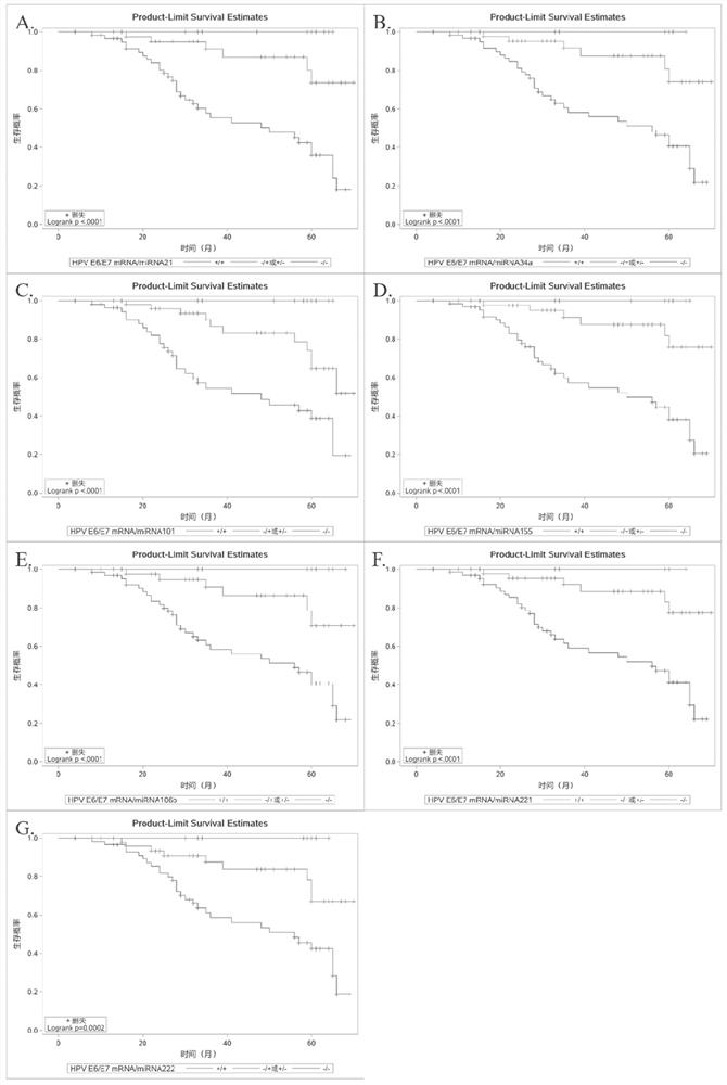 Application of miRNA 21 in the preparation of reagents for judging the prognosis and survival rate of HPV-infected head and neck squamous cell carcinoma patients after radiotherapy