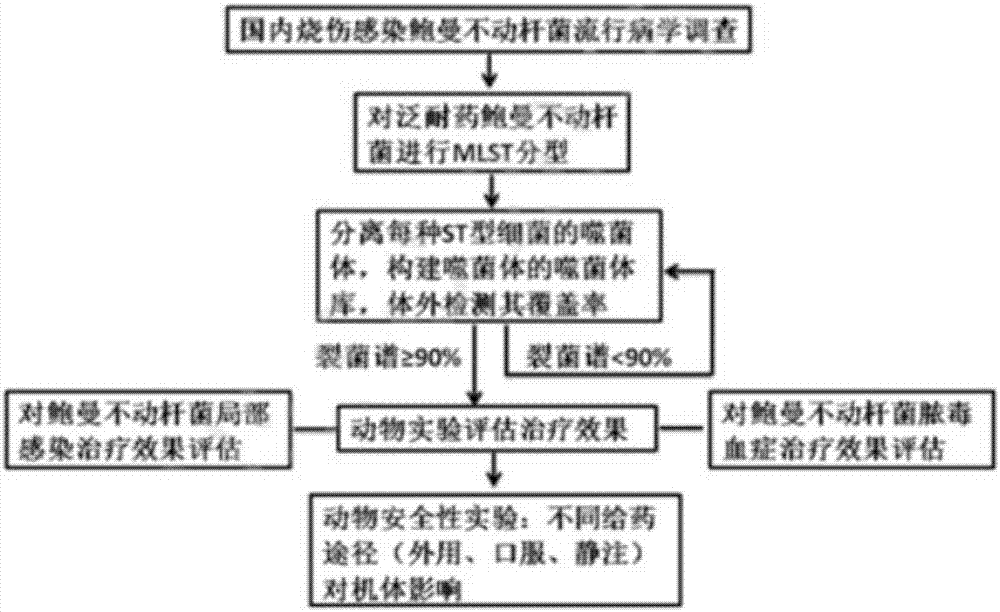 Application method of phages for treatment of pan-drug resistant Acinetobacter baumannii infection in burn patients