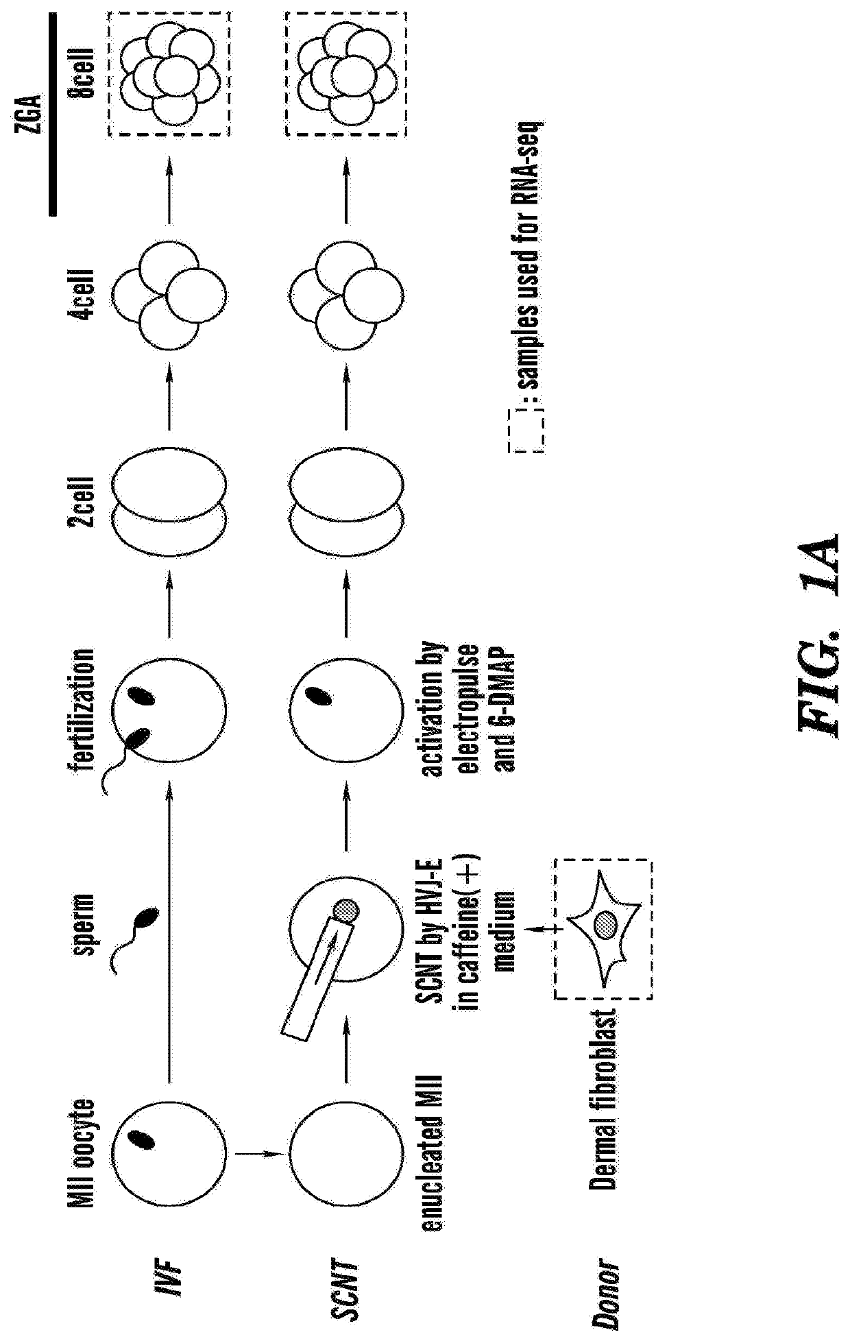 Methods and compositions to increase human somatic cell nuclear transfer (SCNT) efficiency by removing histone h3-lysine trimethylation, and derivation of human nt-esc