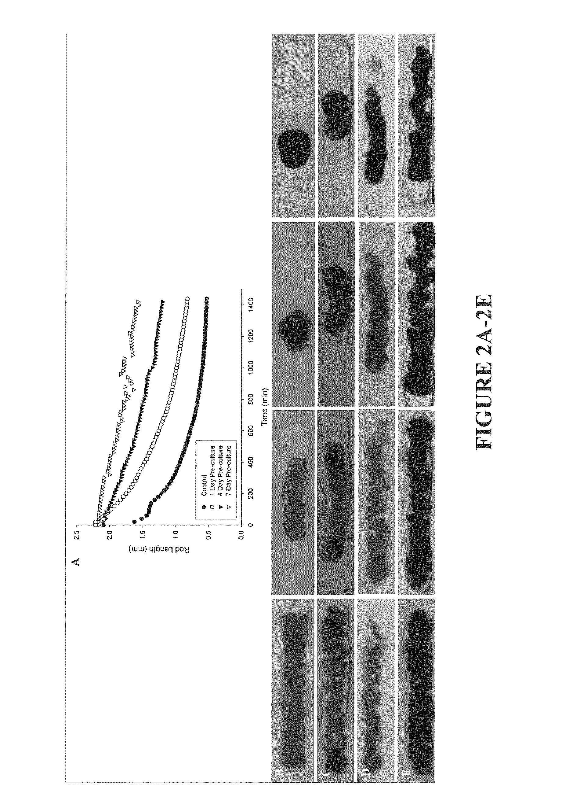 Assays and methods for fusing cell aggregates to form proto-tissues