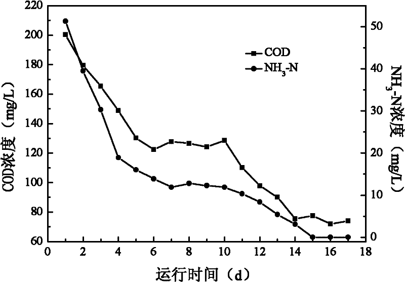 Microbial composite functional bacterial agent for treating coking wastewater and preparation method thereof