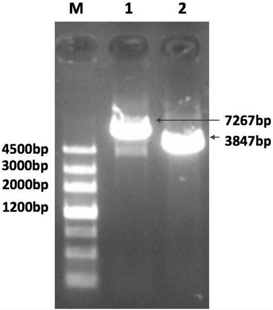 Method for constructing negative bacterium capable of expressing positive bacterium polysaccharide and mutant obtained by same