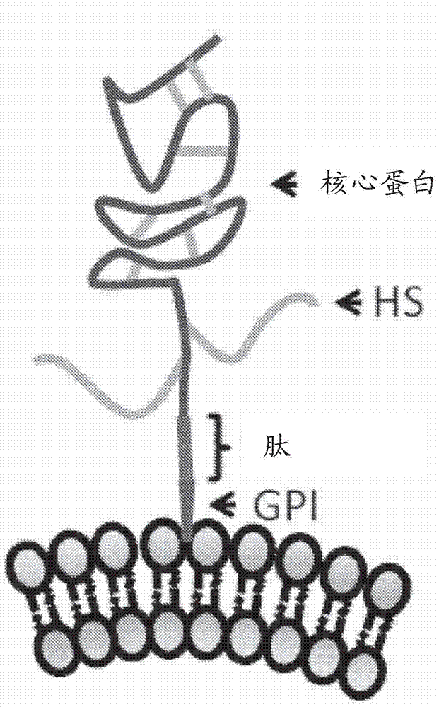 High-affinity Monoclonal Antibodies To Glypican-3 And Use Thereof ...