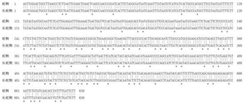 Molecular identification method of saurogobio dabryi and saurogobio dumerili based on COI gene segment