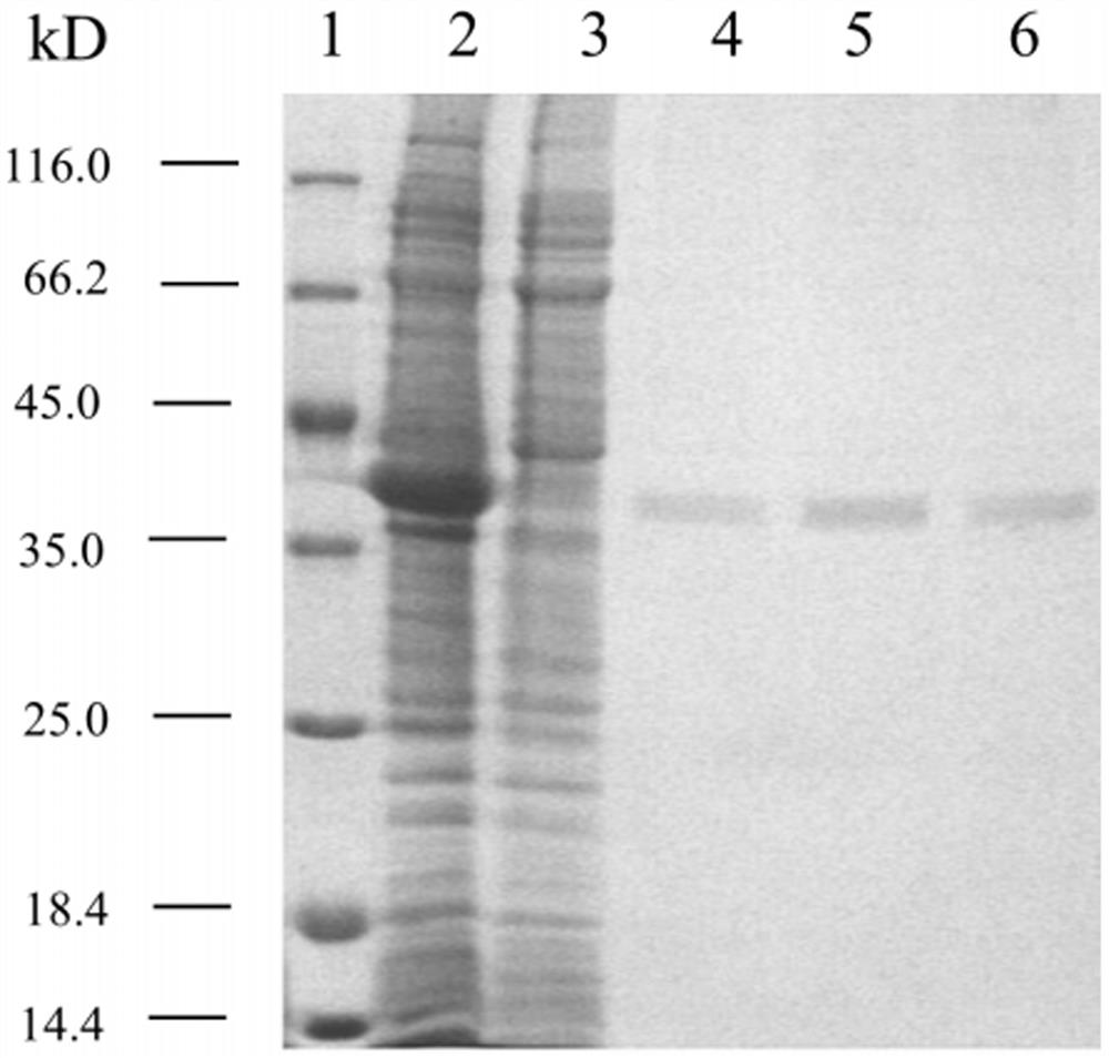 A kind of mutant enzyme for synthesizing monoglucose diglyceride and its preparation method and application