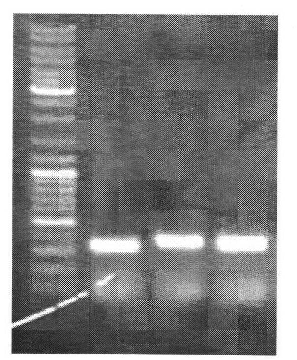 Kit and method for rapidly detecting DNA methylation