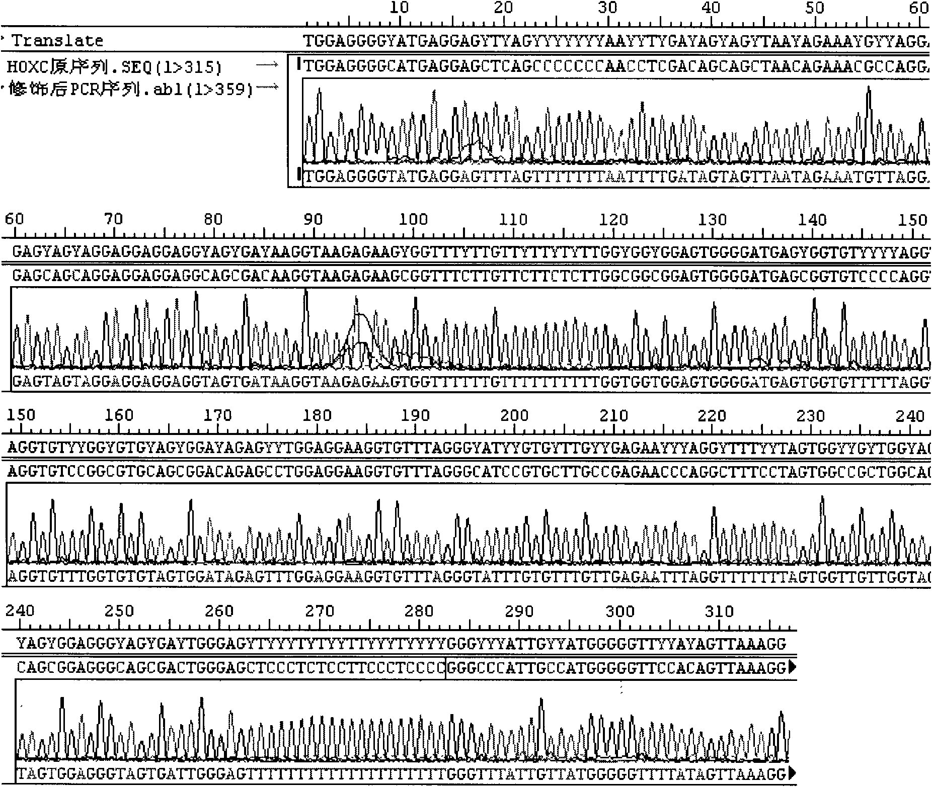 Kit and method for rapidly detecting DNA methylation