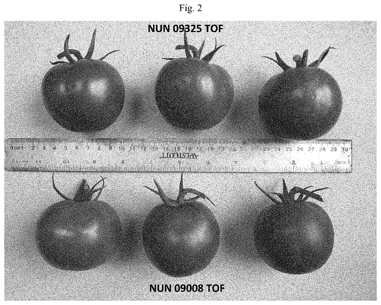 Tomato variety nun 09325 tof