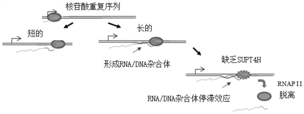 Method to enhance the transcription regulation of SUPT4H on genes containing repetitive nucleotide sequences