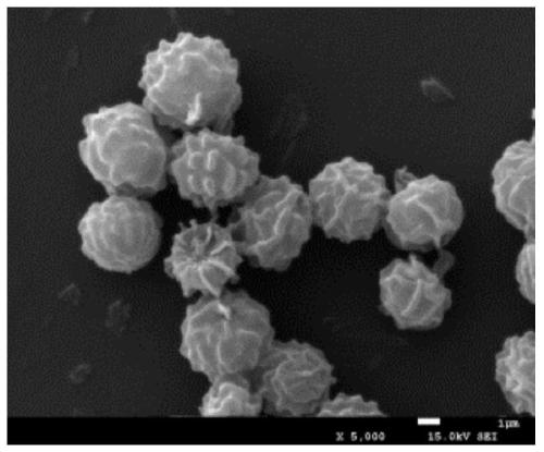 Aspergillus awamori strain and its use in the field of agricultural pest control