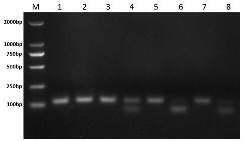 Molecular detection method for rapidly and accurately identifying weedy rice and cultivated rice