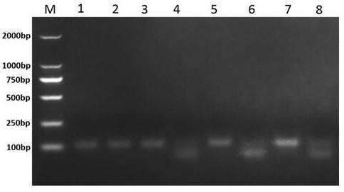 Molecular detection method for rapidly and accurately identifying weedy rice and cultivated rice