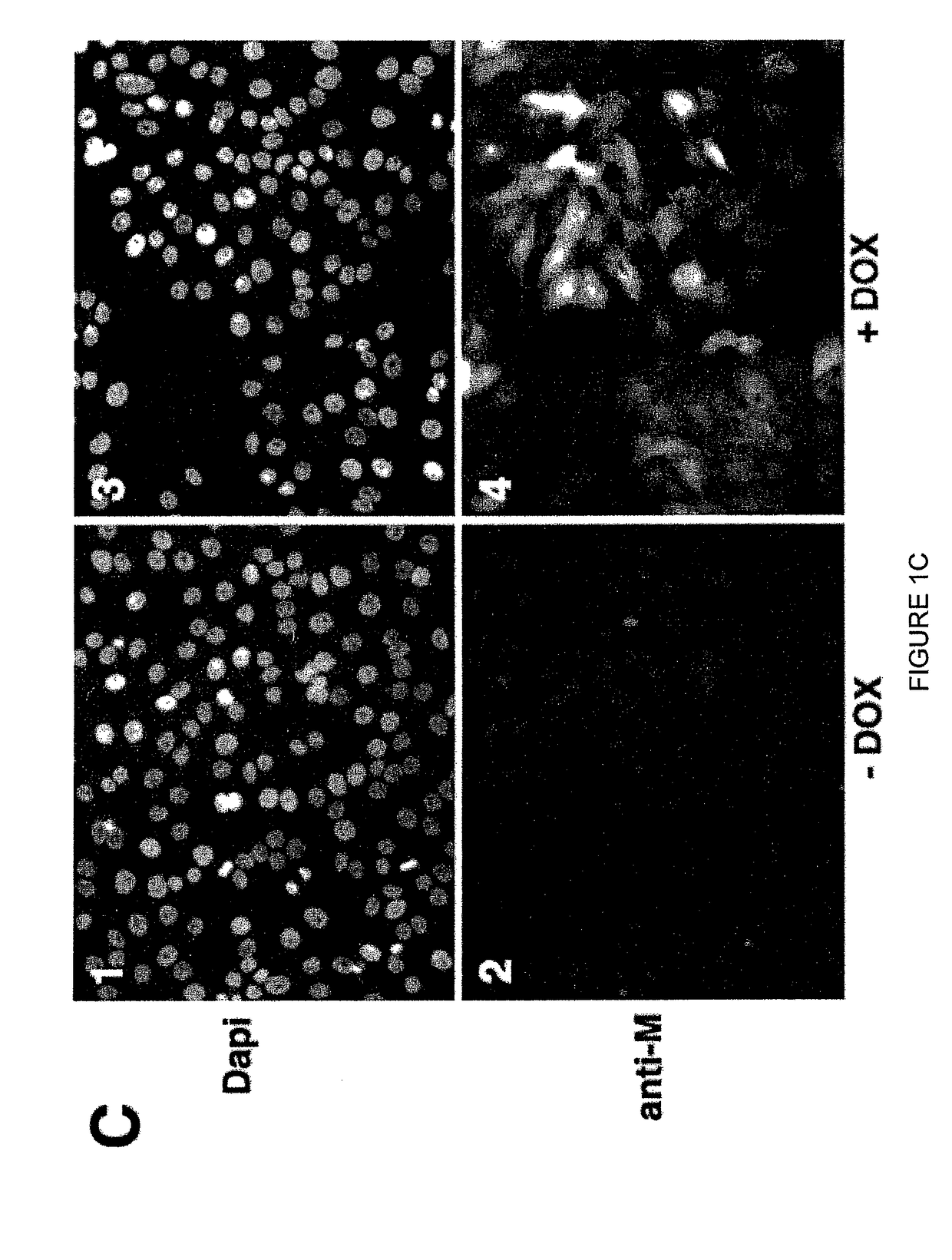 Engineered respiratory syncytial viruses with control of cell-to-cell virus transmission for enhanced safety of live virus vaccines