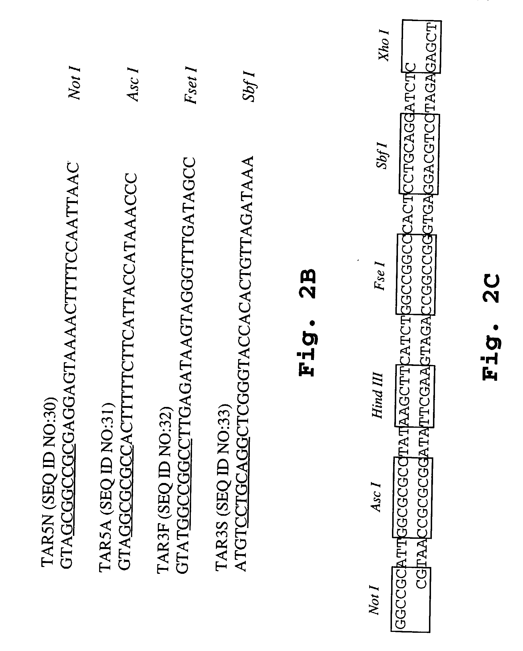 Methods of screening for introduction of DNA into a target cell