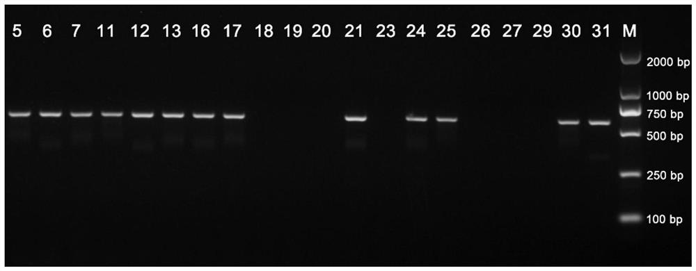 Primer pair, kit and application thereof for identifying mating type of protoplast monokaryon