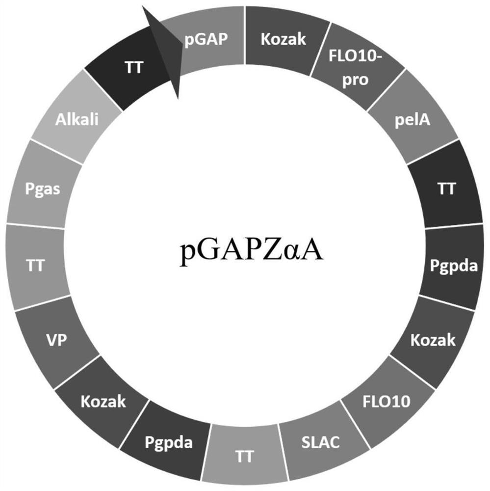 Gene recombinant plasmid, gene recombinant pichia pastoris and straw fiber degumming application