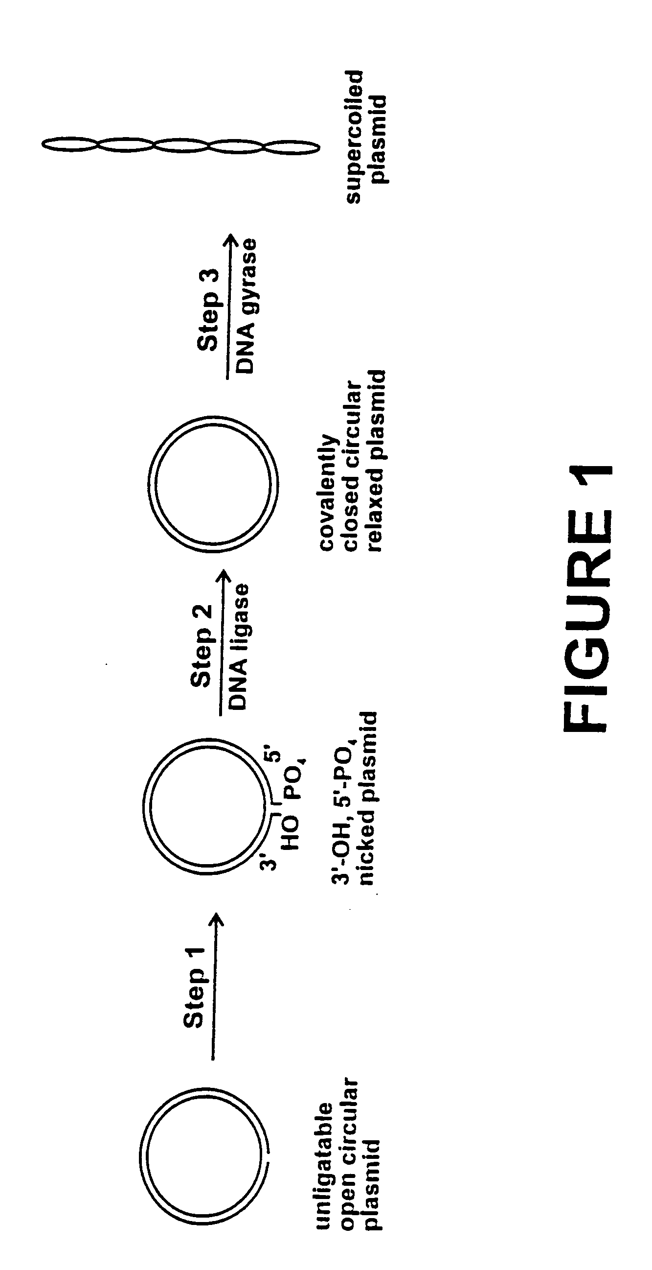 Method for plasmid preparation by conversion of open circular plasmid to supercoiled plasmid