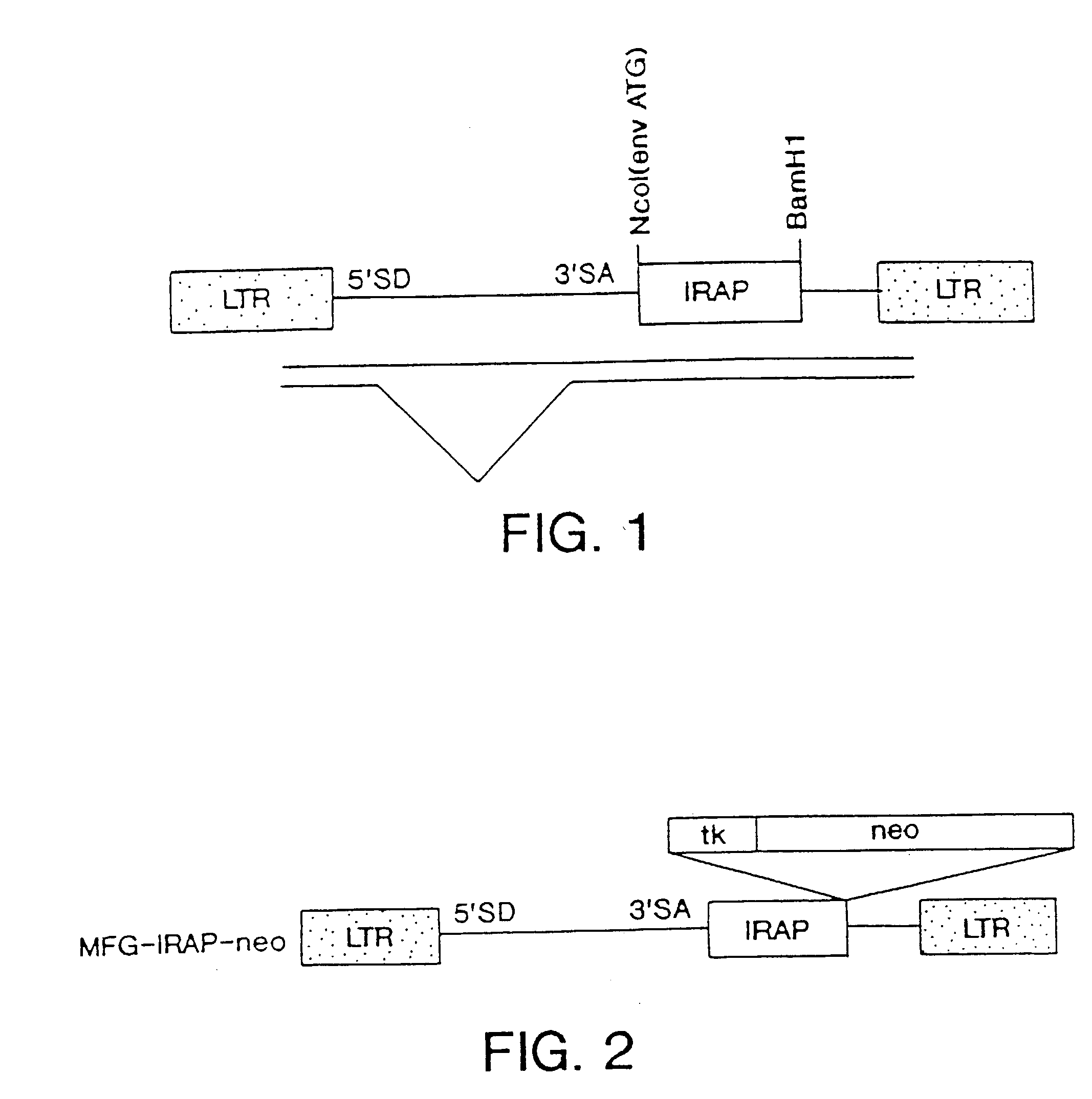Gene transfer for treating a connective tissue of a mammalian host