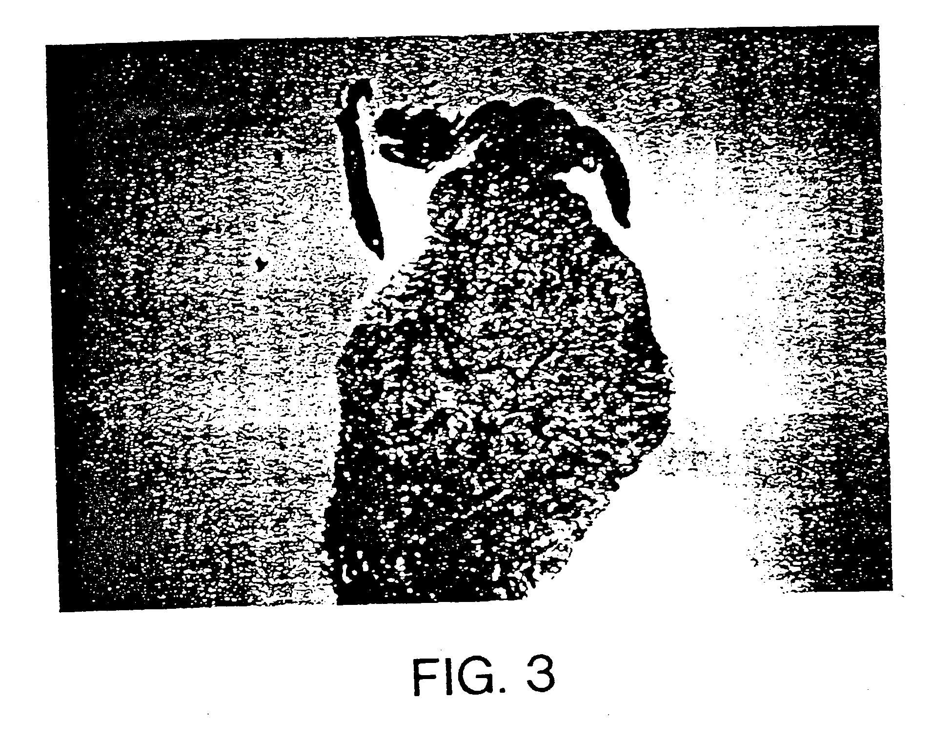 Gene transfer for treating a connective tissue of a mammalian host