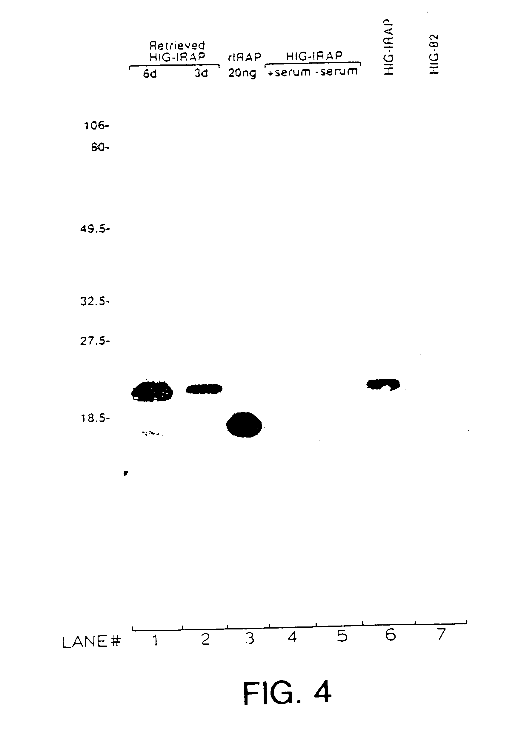 Gene transfer for treating a connective tissue of a mammalian host