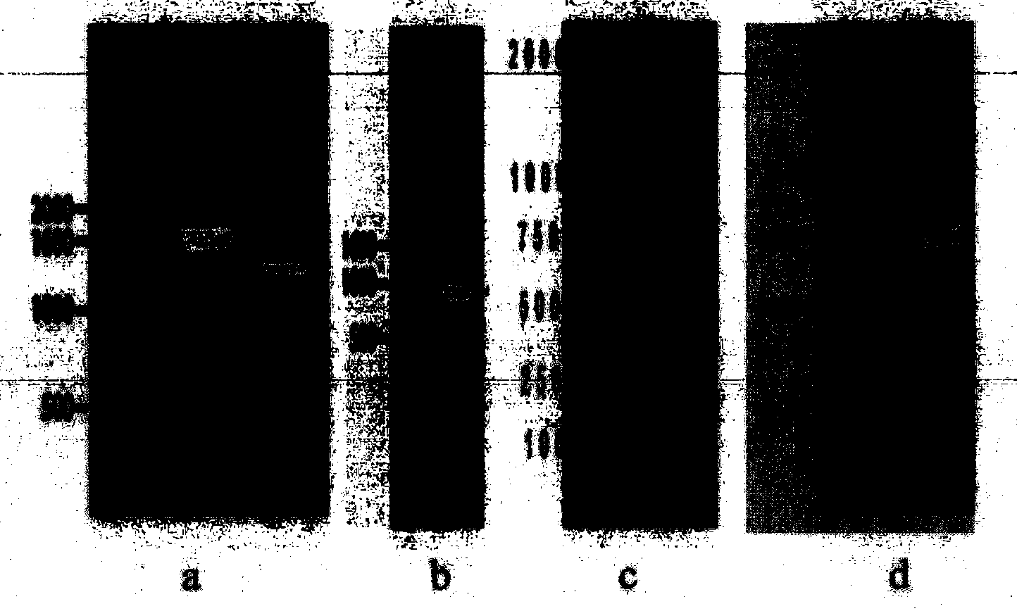 Mixed virus-like particles of swine influenza virus and foot and mouth disease virus, preparation method and application thereof