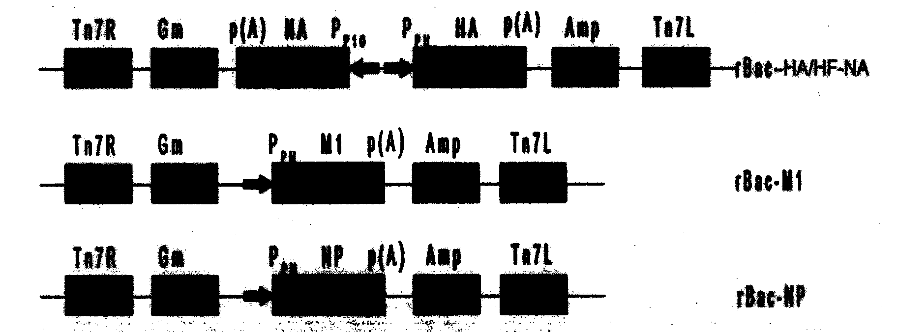 Mixed virus-like particles of swine influenza virus and foot and mouth disease virus, preparation method and application thereof