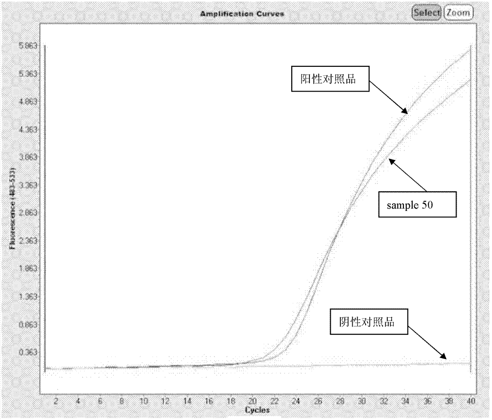 Kit for rapidly detecting human leucocyte antigen B27 (HLA-B27)