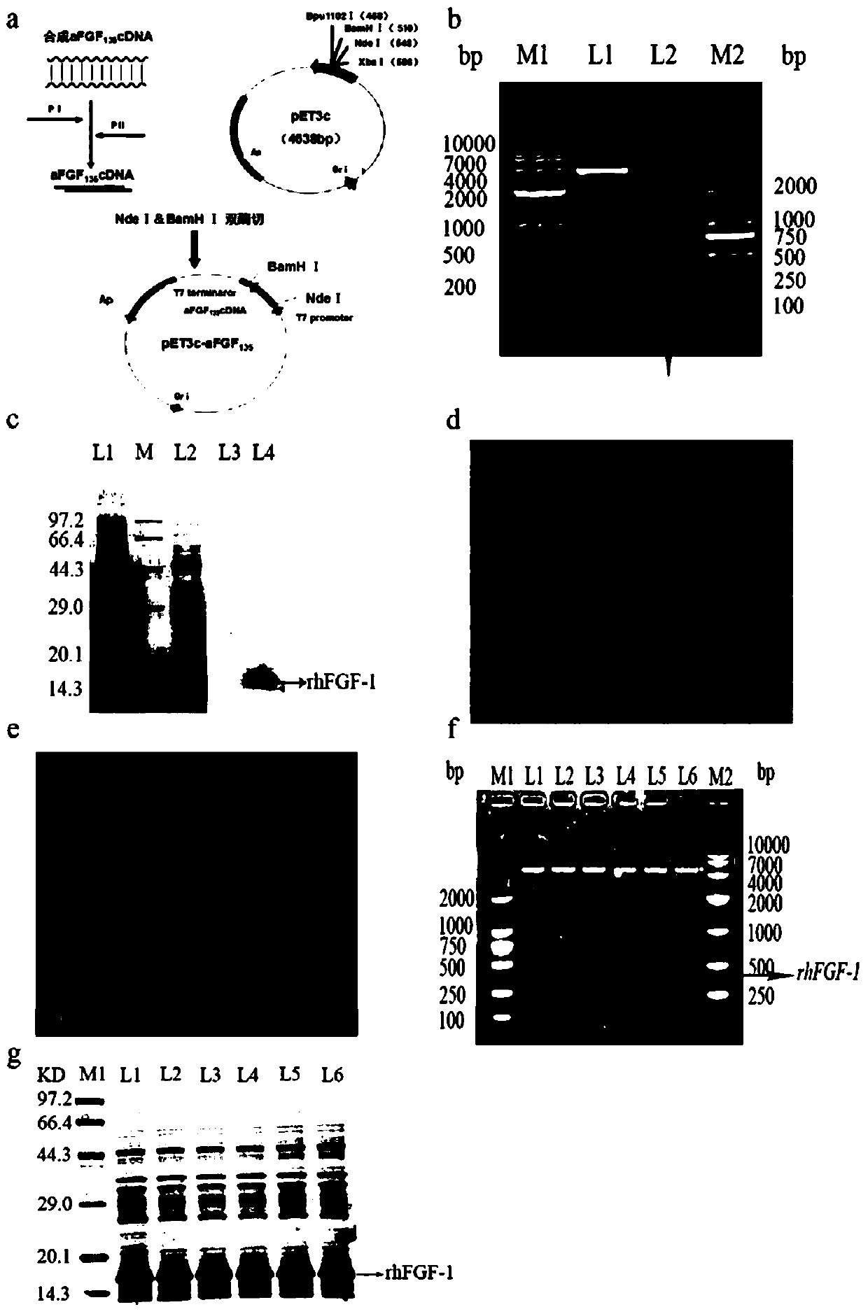 Method for large-scale preparation of recombinant human acidic fibroblast growth factor (hFGF-1)