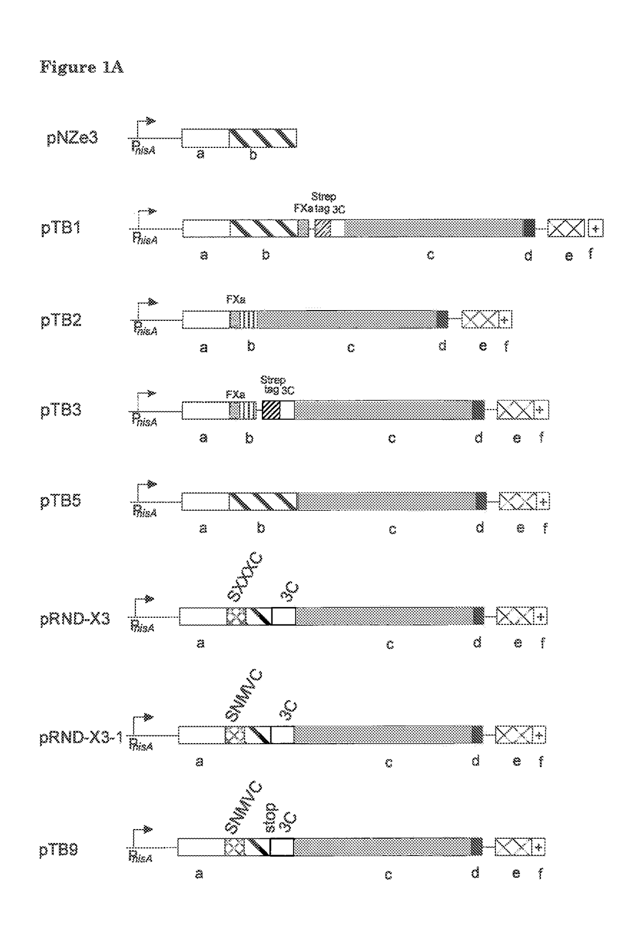 Bacterial surface display and screening of thioether-bridge-containing peptides