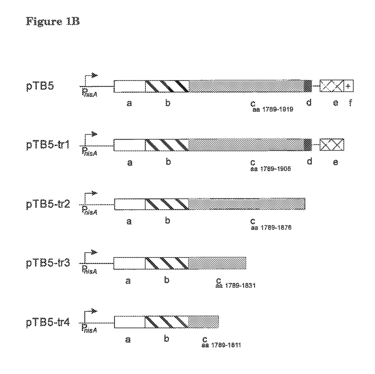 Bacterial surface display and screening of thioether-bridge-containing peptides