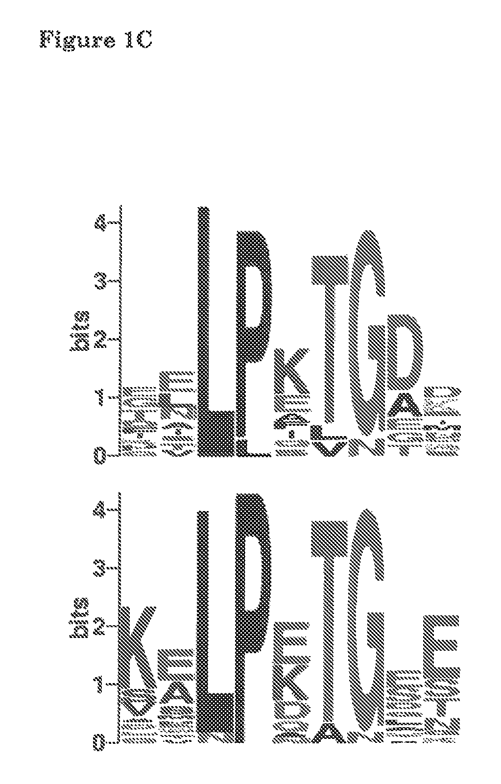 Bacterial surface display and screening of thioether-bridge-containing peptides