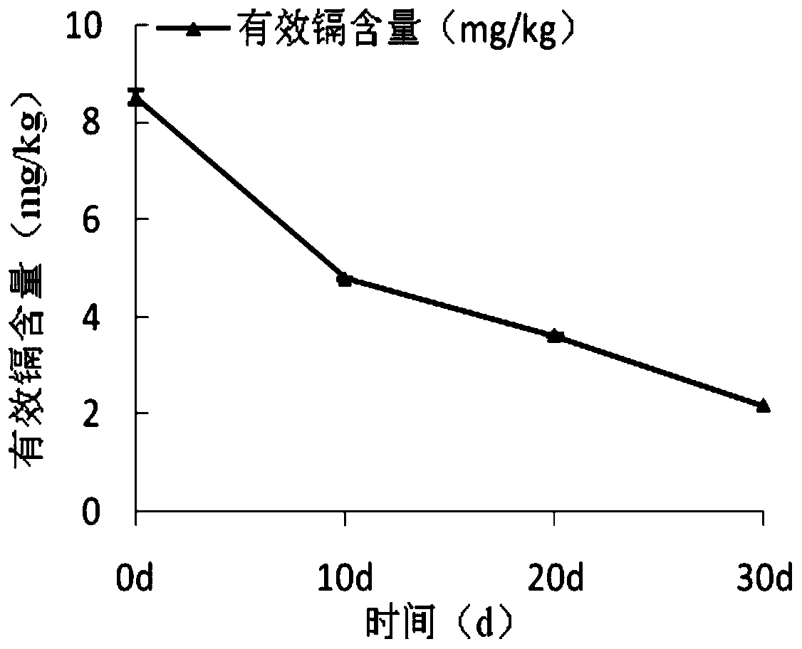 Talaromycesveerkampii strain for degrading cellulose and adsorbing cadmium and application of strain