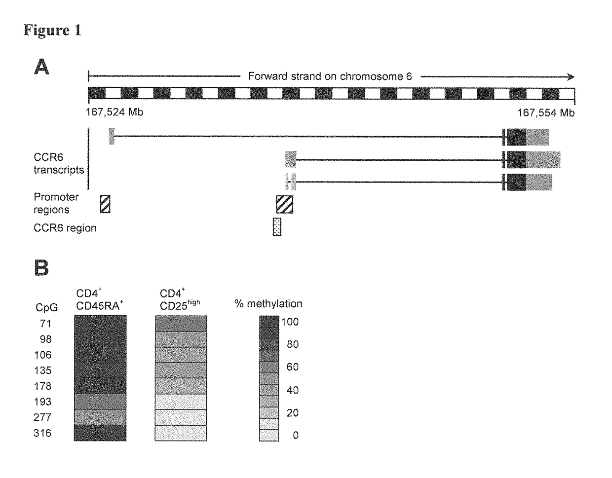 Detection of immune cells, in particular T cells through DNA-methylation analysis of the genes <i>CCR6 </i>and <i>BLR1</i>