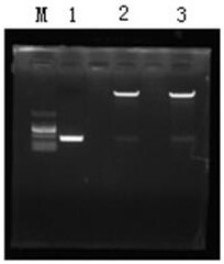 Anti-clostridium perfringens alpha toxin fully humanized monomolecular antibody 7D-mFc and application thereof