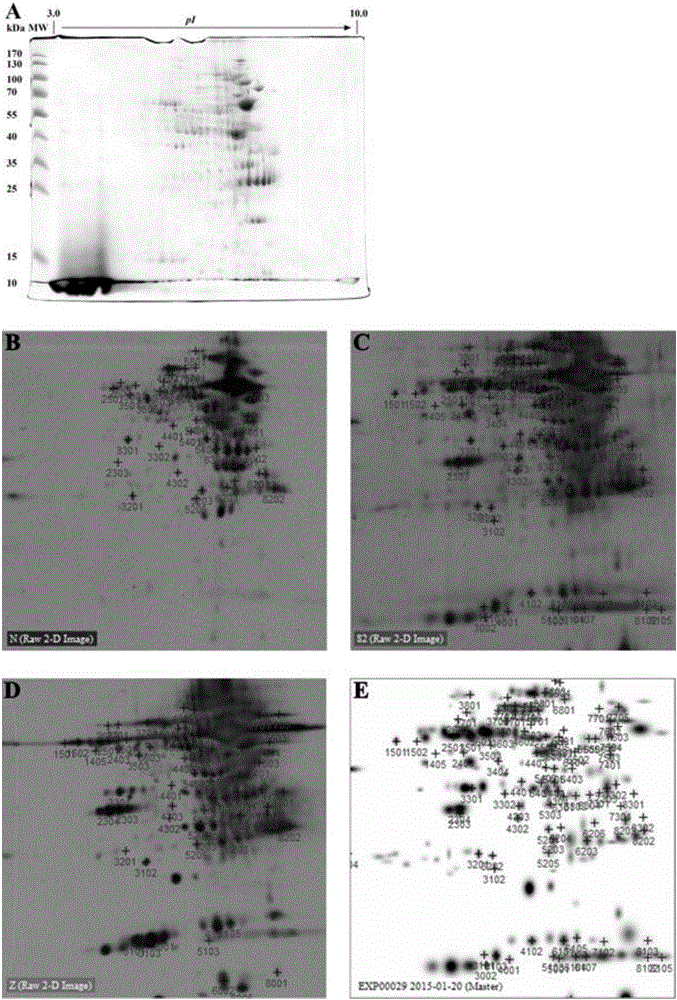 Gene expression product BLSJ-3 with Brucella diagnosis and identification effect, and preparation method thereof