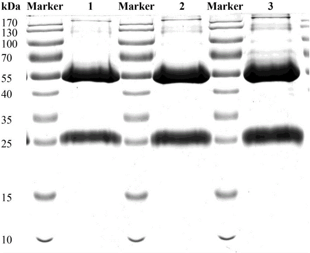 Gene expression product BLSJ-3 with Brucella diagnosis and identification effect, and preparation method thereof