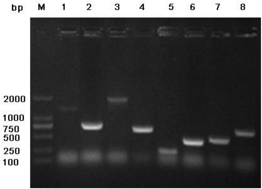 Gene expression product BLSJ-3 with Brucella diagnosis and identification effect, and preparation method thereof