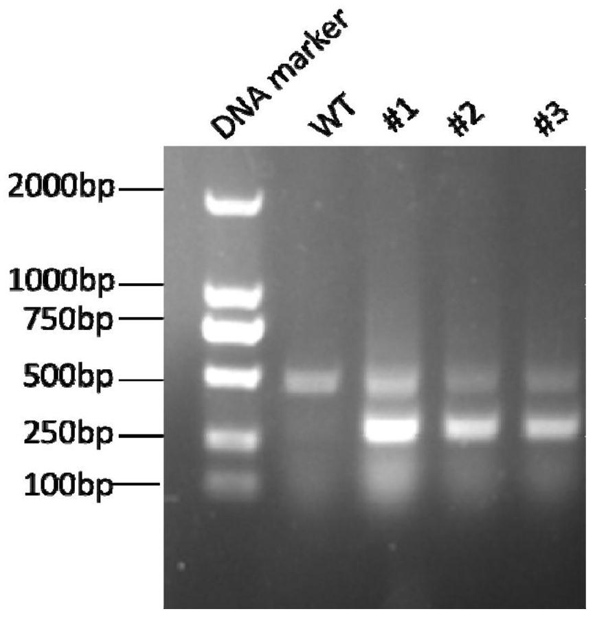 Construction of RIPLET knockout cell line and application of RIPLET knockout cell line as picornaviridae virus vaccine production cell line