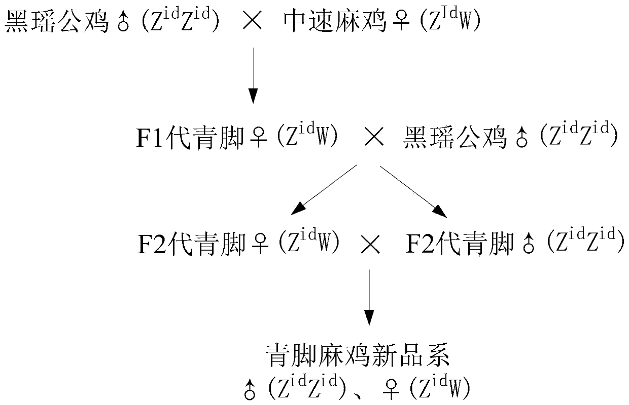 Breeding method of green-leg partridge chickens