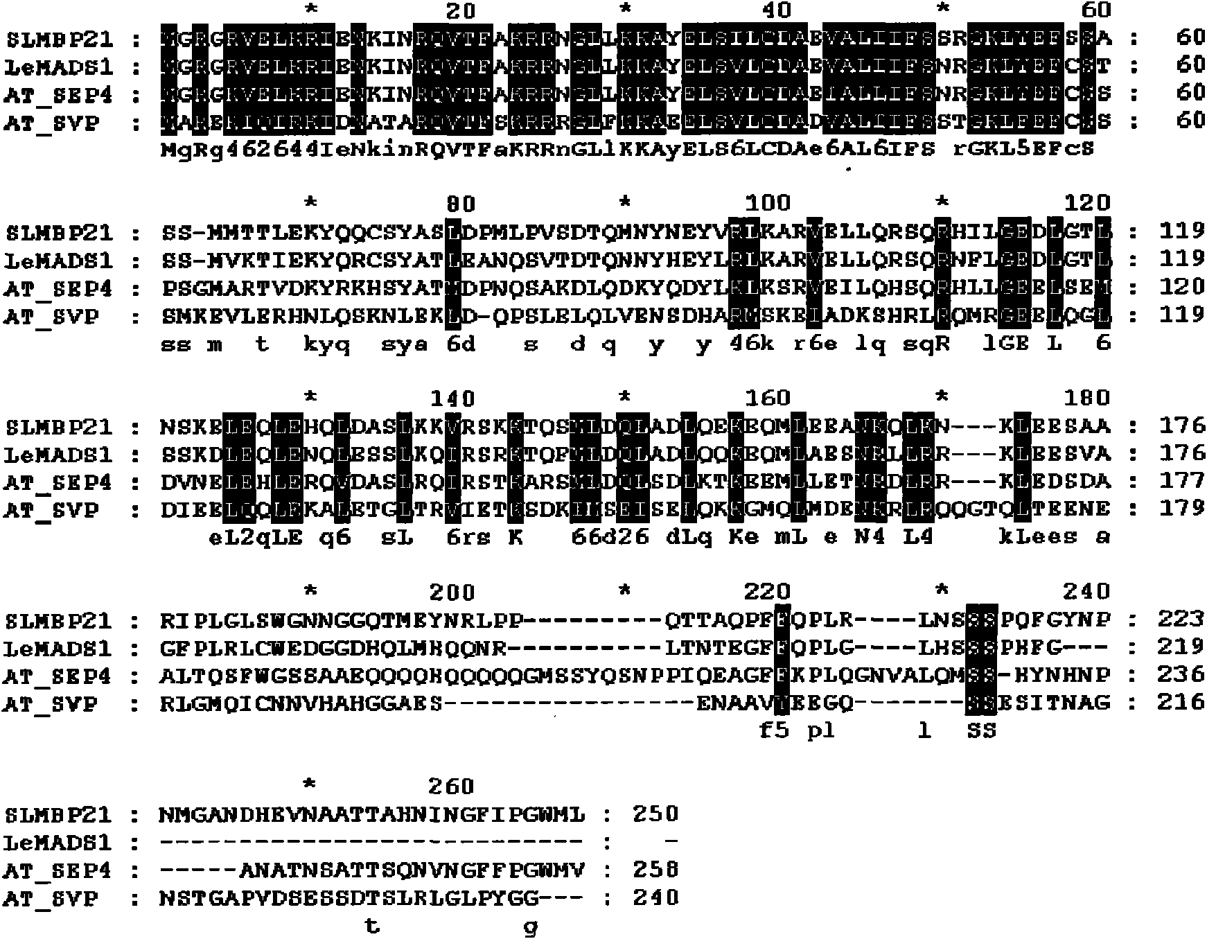 Tomato gene SLMBP21 and application thereof