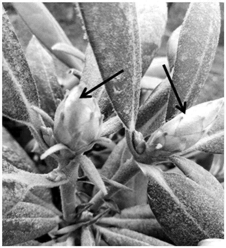 Bud stripping and sterilizing method of Rhododendron lapponicum explants