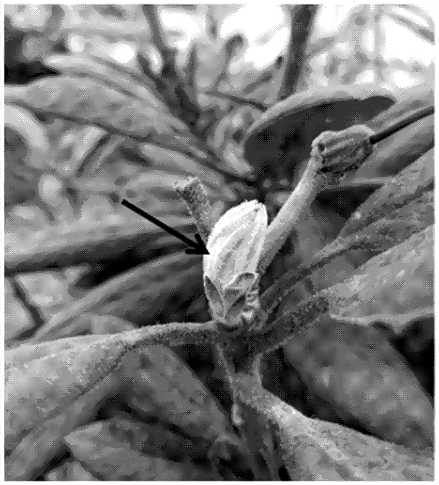 Bud stripping and sterilizing method of Rhododendron lapponicum explants