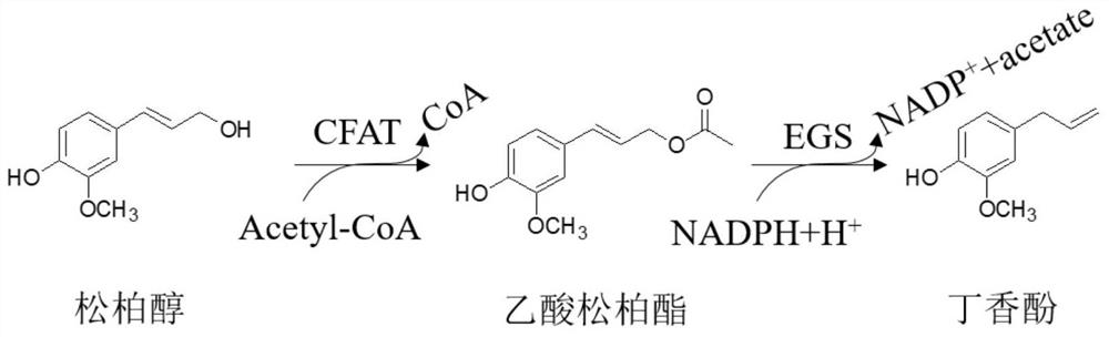 Microbial synthesis method of eugenol