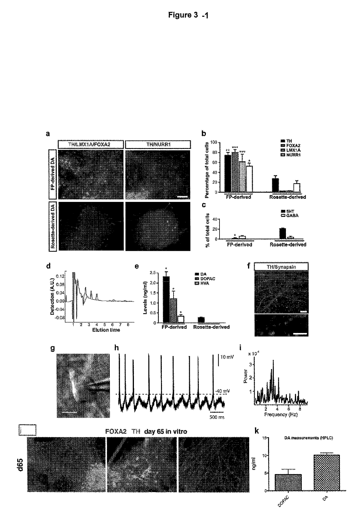 Midbrain dopamine (DA) neurons for engraftment